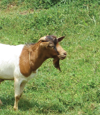 goat-rearing-african-charity-sustainability-project-women