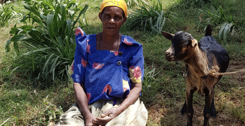 Camilla-goat-rearing-evergreenafrica